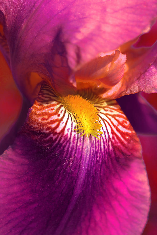 Summer Photograph - Iris Flower Fuchsia Pink by Jennie Marie Schell