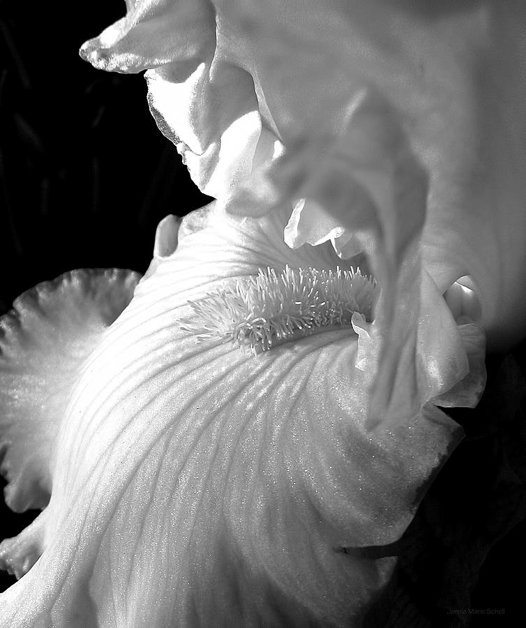 Iris Flower in Black and White Photograph by Jennie Marie Schell