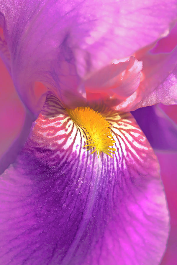 Flowers Still Life Photograph - Iris Flower in Pink Violet  by Jennie Marie Schell