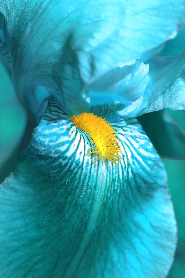 Iris Photograph - Iris Flower in Turquoise  by Jennie Marie Schell