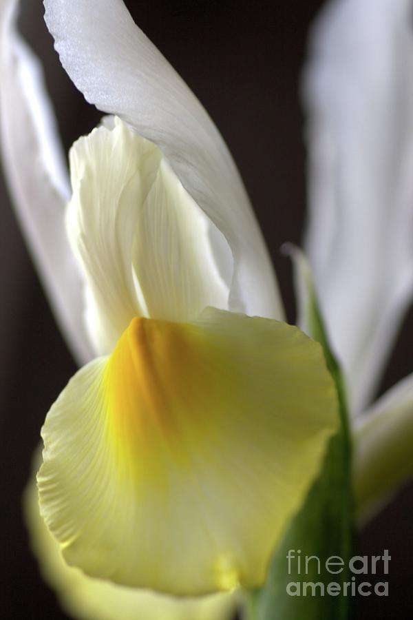 Iris Flower Photograph by Joy Watson