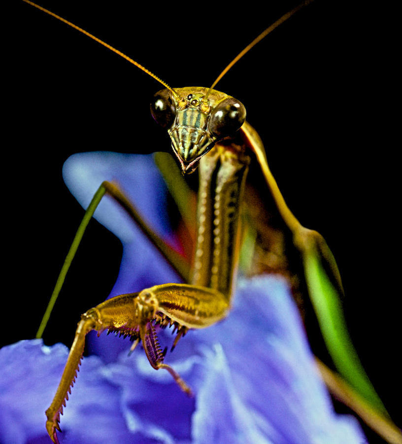 Flower Photograph - Macro Closeup Of The Praying Mantis On A Blue Iris Flower by Leslie Crotty