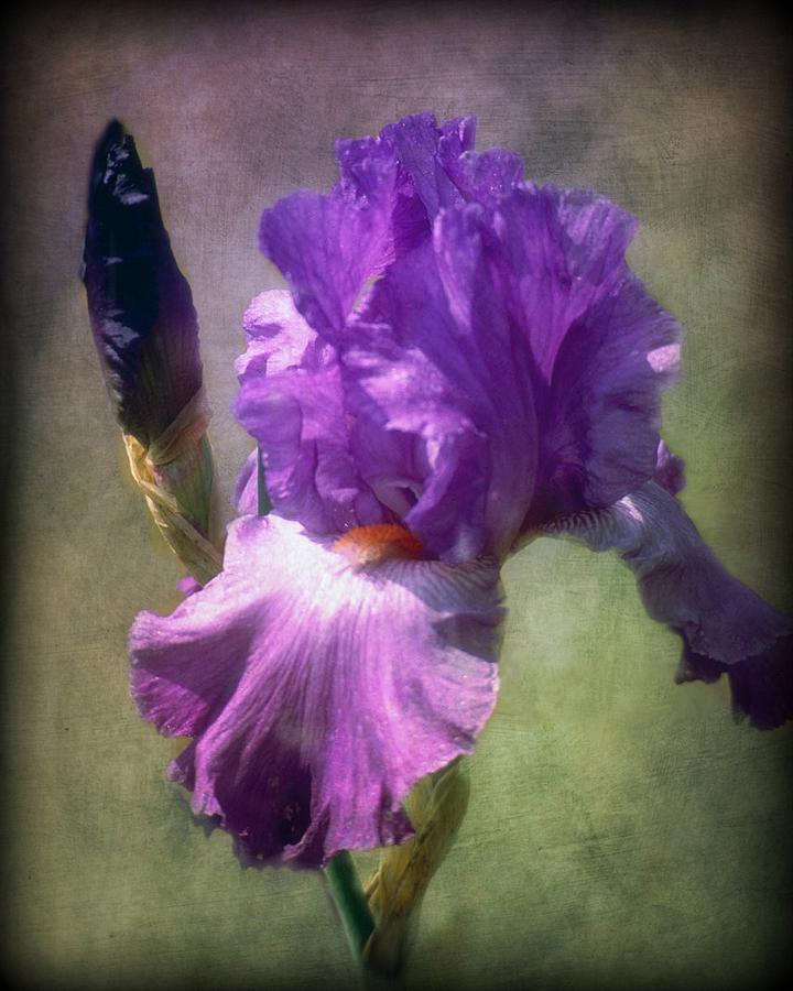 Iris flower Photograph by Lilia S