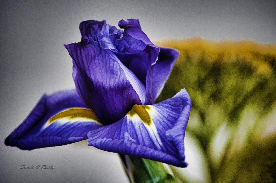 Iris Flower Macro Photograph by Sandi OReilly