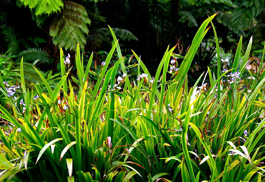 Iris Flower Patch Photograph by Lehua Pekelo-Stearns