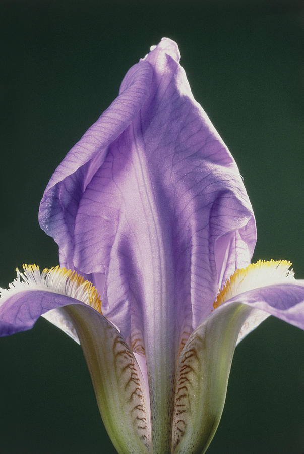 Iris Flower Photograph by Perennou Nuridsany