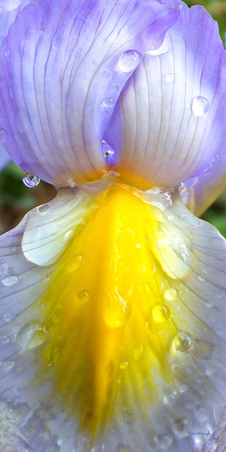 Iris Flower Petal Upclose Photograph by Duane McCullough