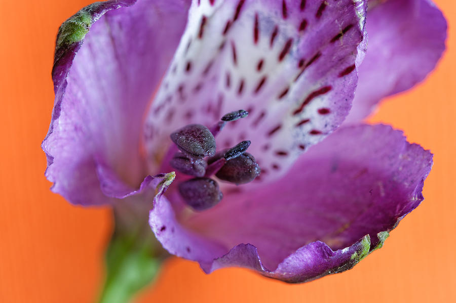 Iris Flower Photograph by Peter Lakomy