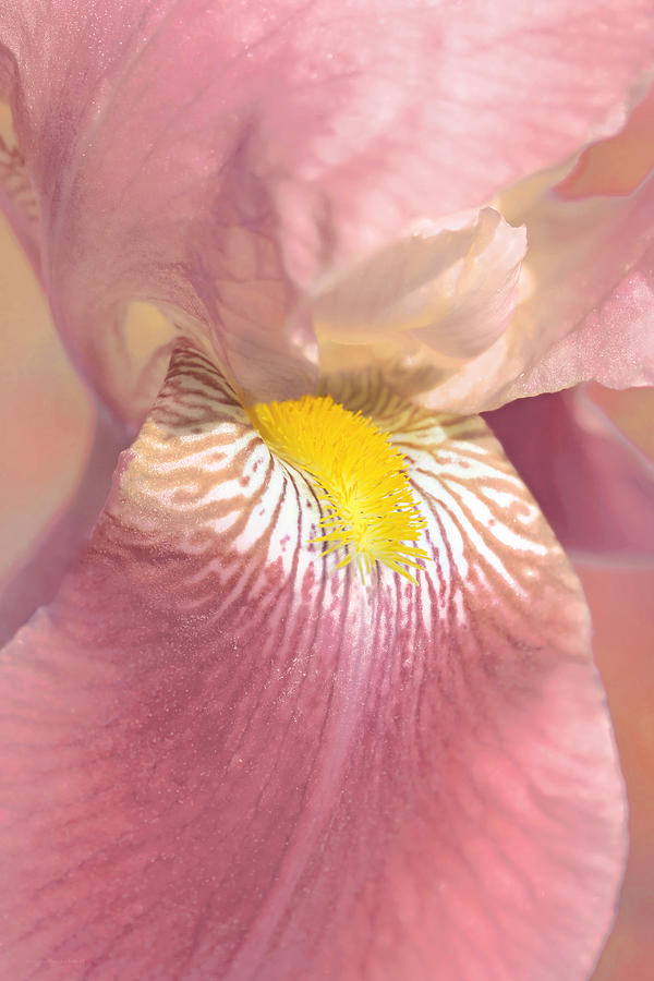 Flowers Still Life Photograph - Iris Flower Pink Blush by Jennie Marie Schell