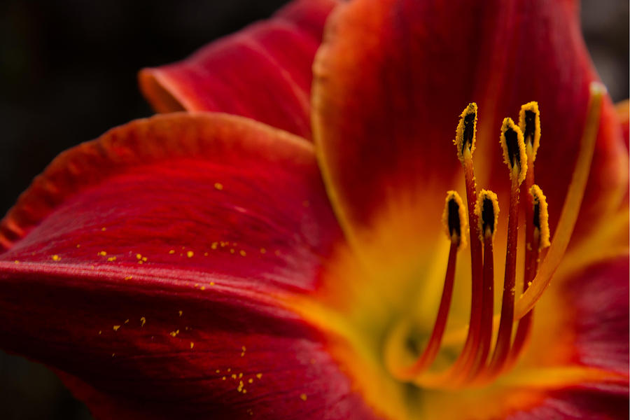 Iris Flower Power Photograph by Rick Bartrand