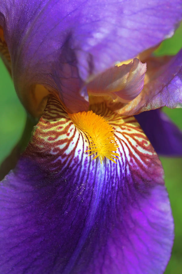 Iris Flower Purple Photograph by Jennie Marie Schell