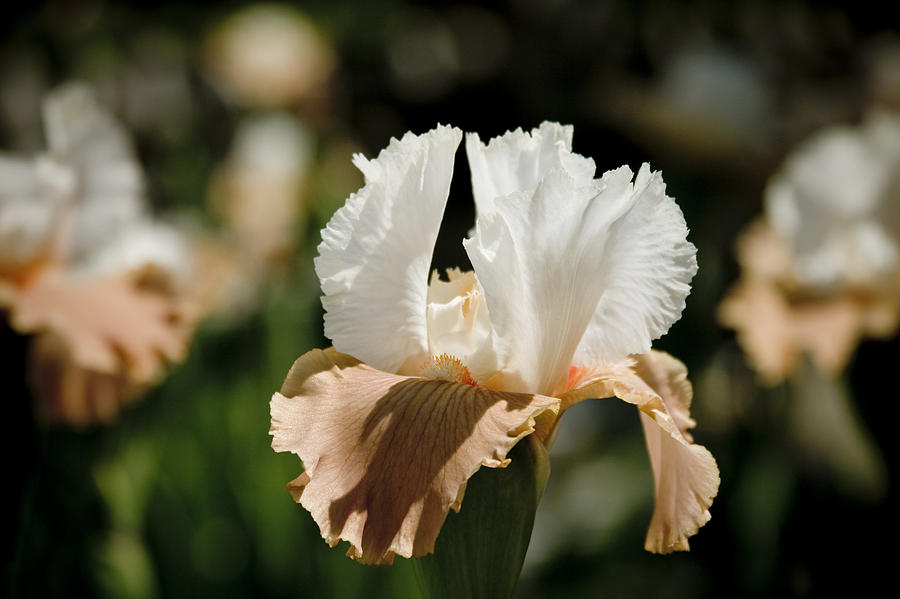 Iris Flower Photograph by Raimond Klavins