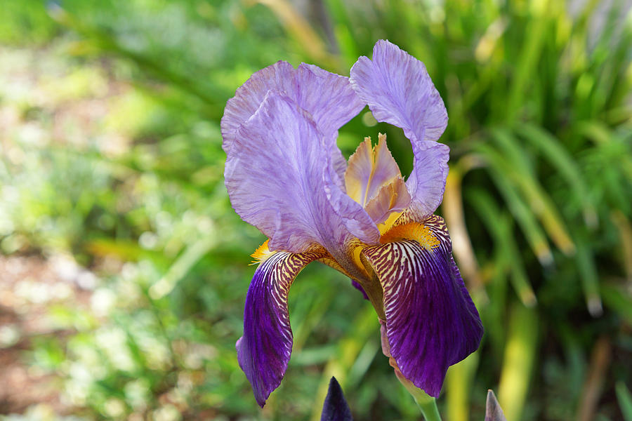 Iris Flowers Art Prints Purple Irises Photograph by Patti Baslee - Fine ...
