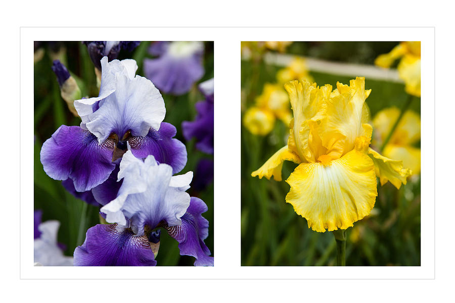 Iris Flowers Go Together Yellow Purple All in One Floral Fine Art Photography Print  Photograph by Jerry Cowart