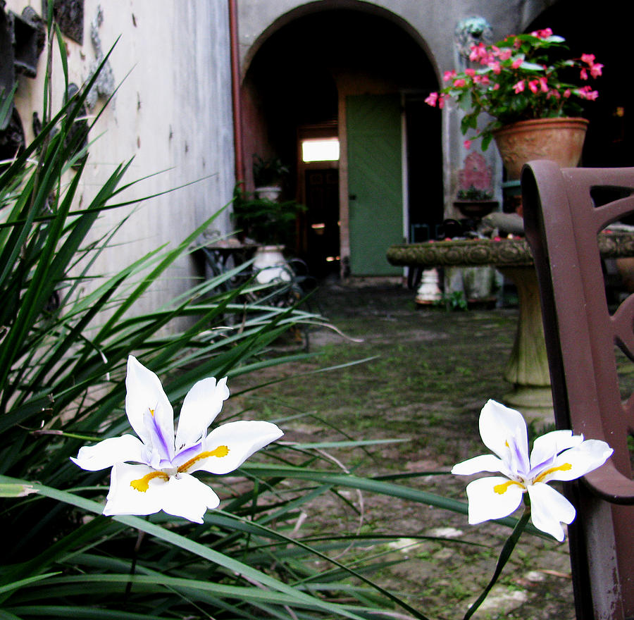 Iris Flowers in a Courtyard Photograph by Tom Hefko
