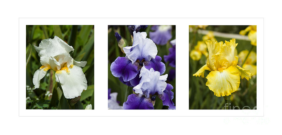 Iris Flowers in Purple White Yellow All in One Photograph by Jerry Cowart
