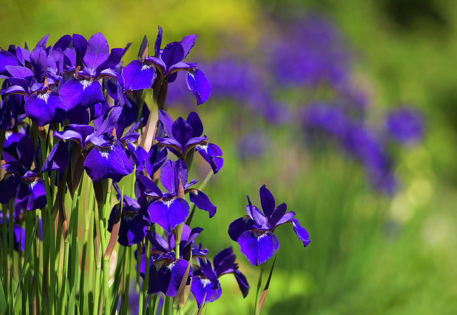Iris Flowers (iris Sp.) Photograph by Maria Mosolova/science Photo Library