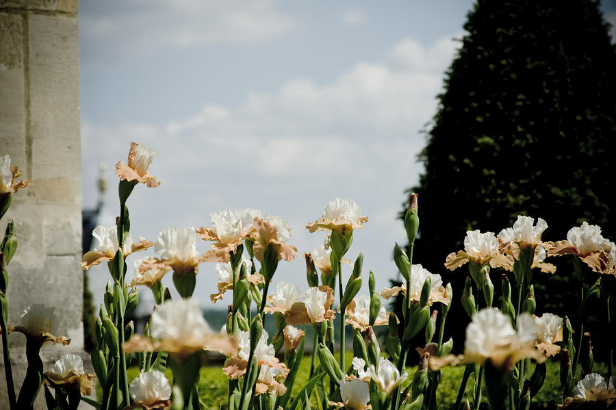 Iris Flowers Photograph by Raimond Klavins