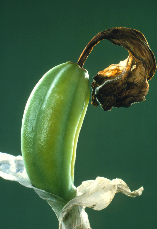 Iris Fruiting Body Photograph by Perennou Nuridsany