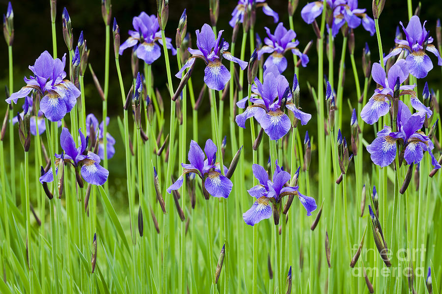 Iris Garden Photograph by Alan L Graham