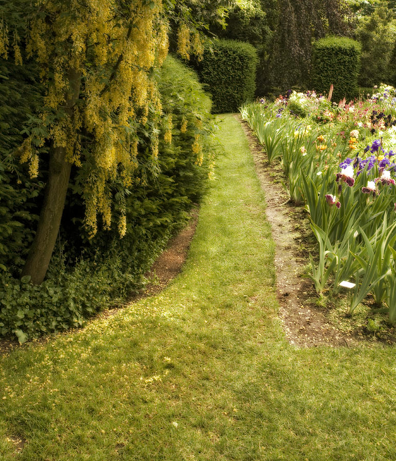 Flower Photograph - Iris Garden by Bonnie Bruno
