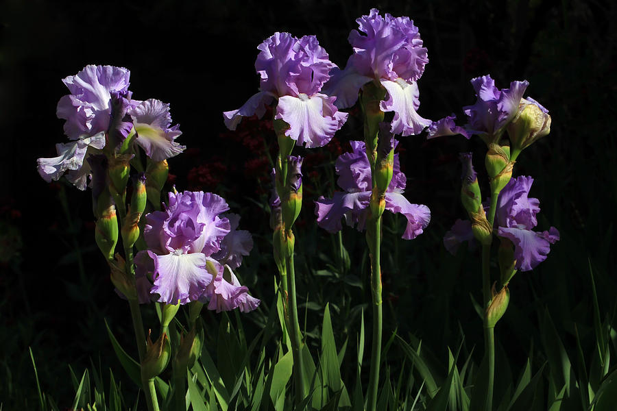 Iris Garden Photograph by Donna Kennedy