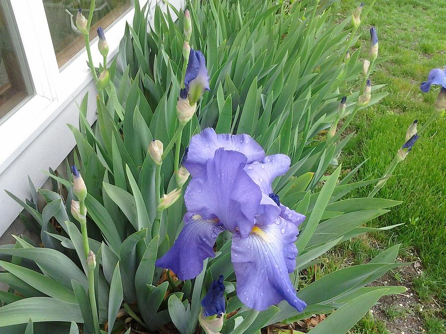 Iris Photograph - Iris Garden by Elizabeth Jandola