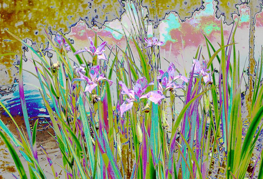 Iris Garden Painting by Virginia Bond