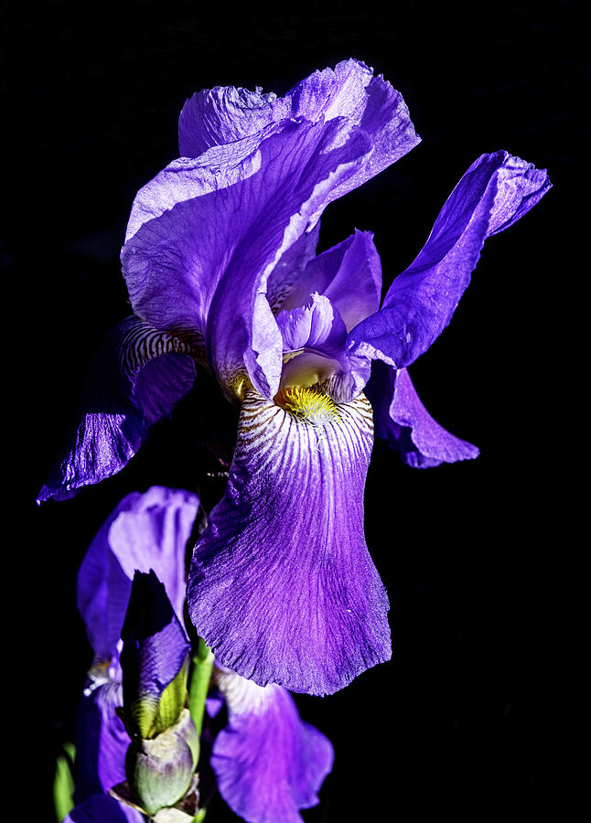Iris Photograph by George Davidson