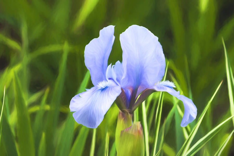 Pale Purple Iris - Impressions Of Spring Digital Art by Georgia Mizuleva