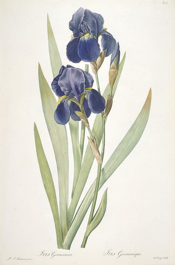 Iris Painting - Iris Germanica Bearded Iris by Pierre Joseph Redoute