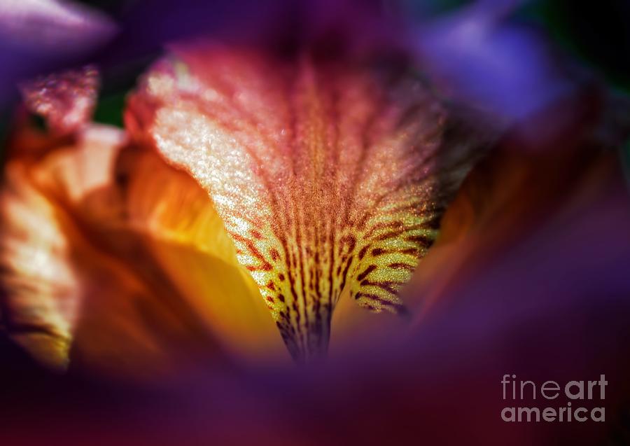 Iris Glow - Abstract Photograph by Henry Kowalski
