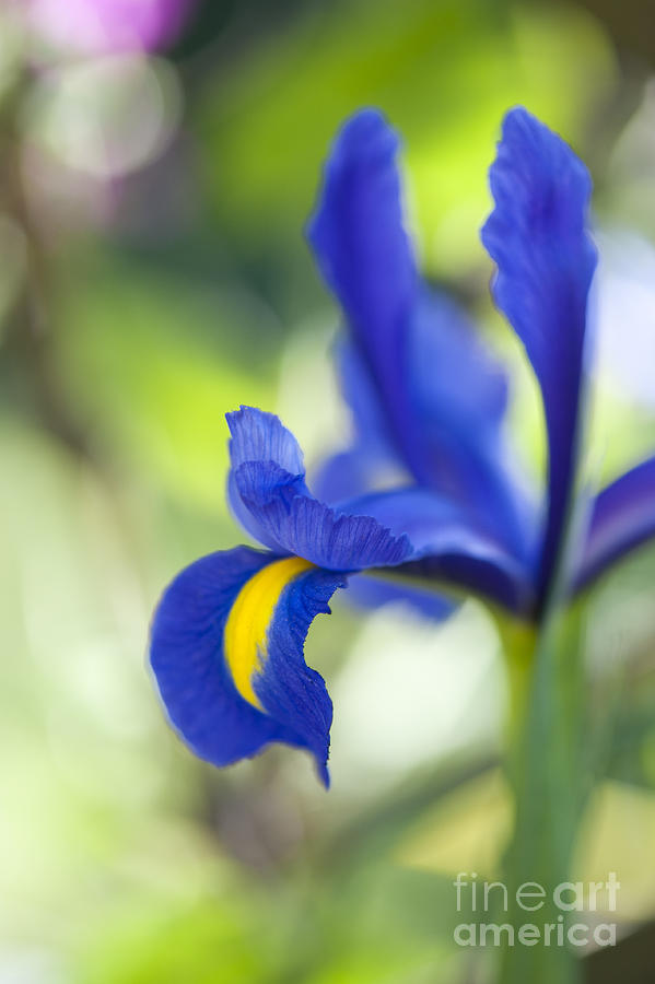 Iris Hollandica Blue Magic Photograph by Tim Gainey