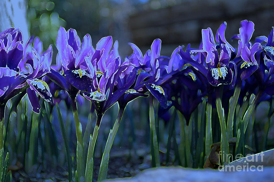 iris I Photograph by Diane montana Jansson