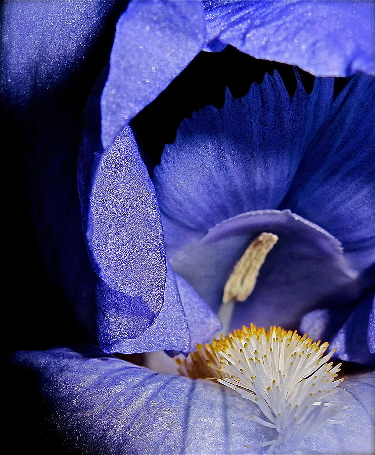 Iris I Photograph by Kim Pippinger