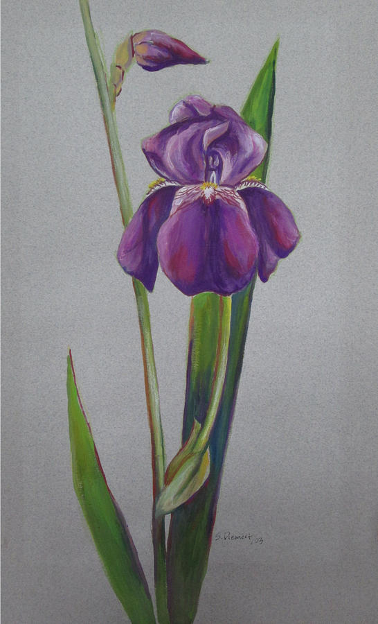 Iris Painting - Iris I by Sheila Diemert