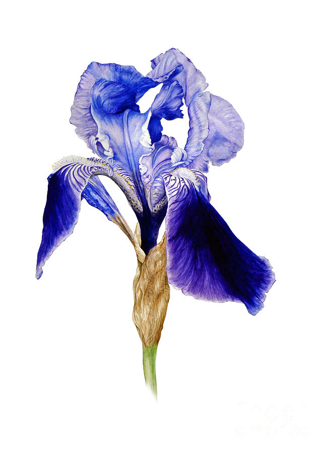 Iris Painting - Iris III by Marie Burke