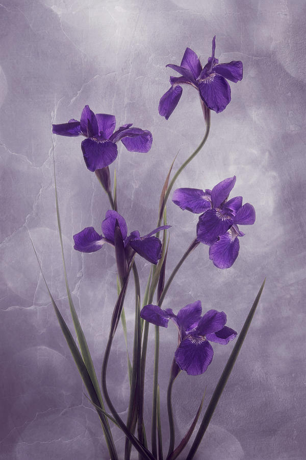Iris Illumination Photograph by Leda Robertson