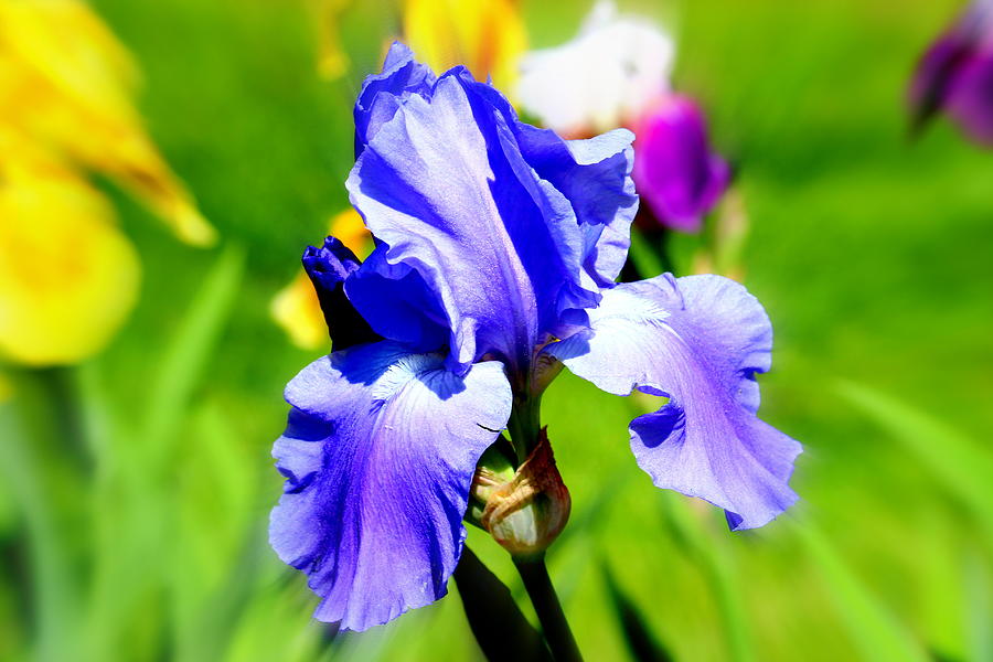 Iris in Bloom Photograph by Barbara Giuliano - Fine Art America