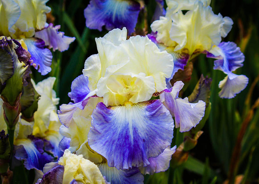 Iris In Blue And Yellow Photograph
