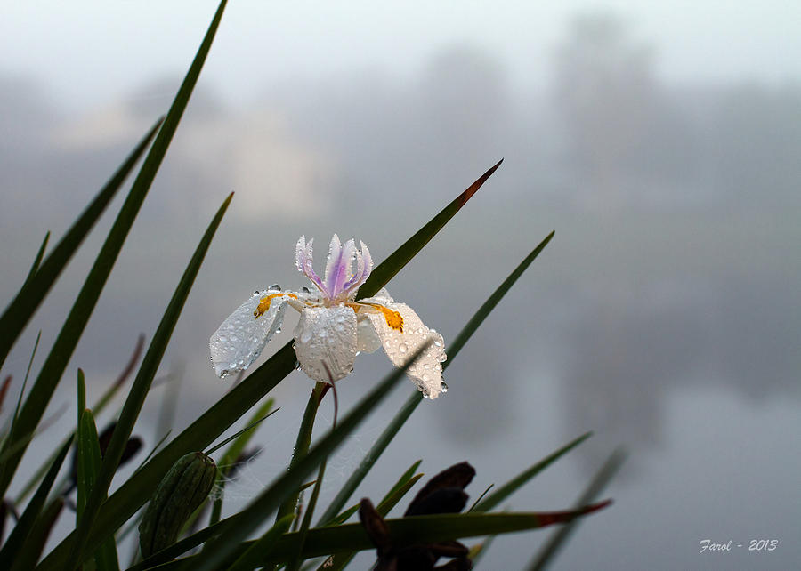 Iris in Fog Photograph by Farol Tomson