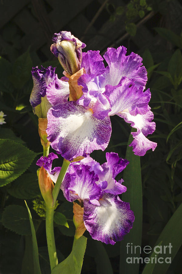 Iris in June Photograph by Tom Doud