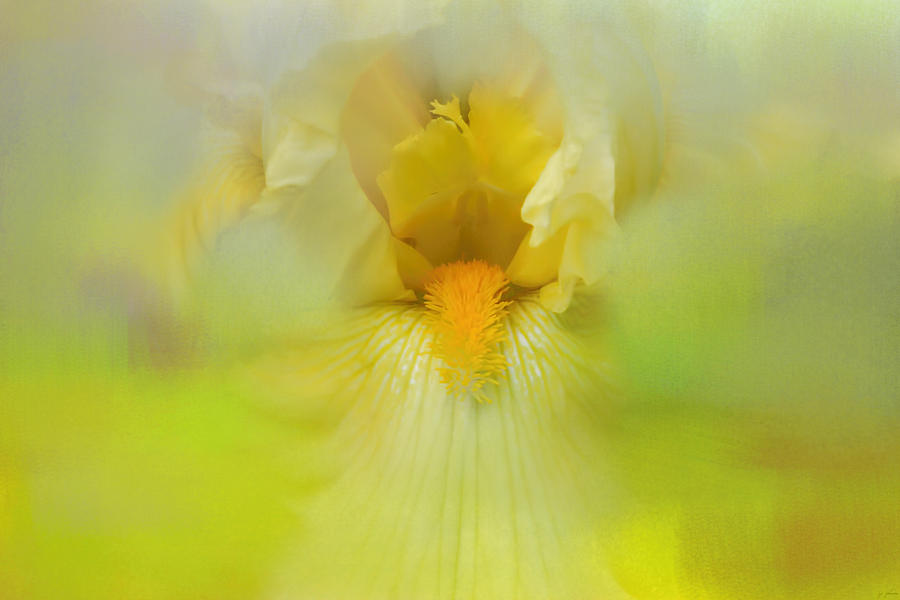 Iris In Lime Photograph by Jai Johnson