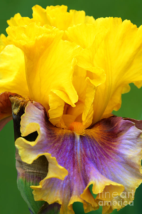 Iris Photograph - Iris-In Living Color by Regina Geoghan