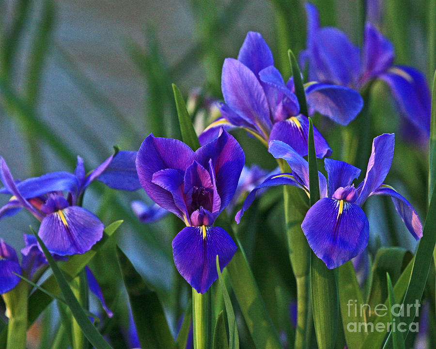 Iris in Louisiana Springtime Photograph by Luana K Perez