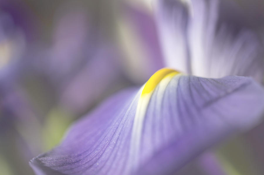 Iris Photograph - Iris in Soft Light by Mariola Szeliga