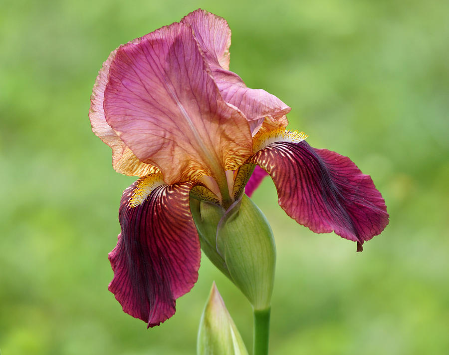 Iris in the Breeze Photograph by Sandy Keeton