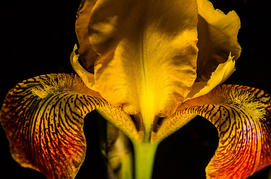 Iris in the Dark Photograph by Rick Bartrand