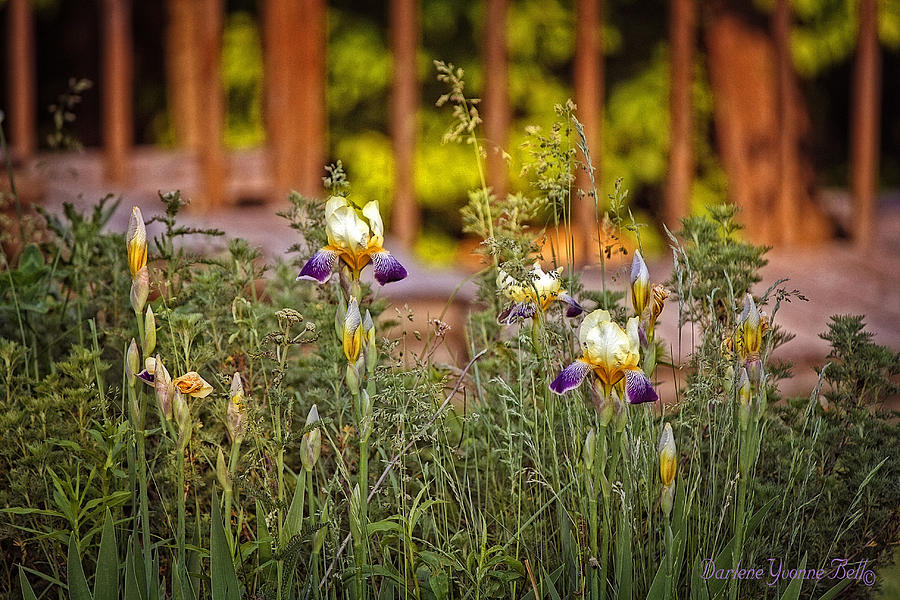 Flowers Photograph - Iris In The Evening by Darlene Bell Flowers Photograph - Iris In The Evening by Darlene Bell