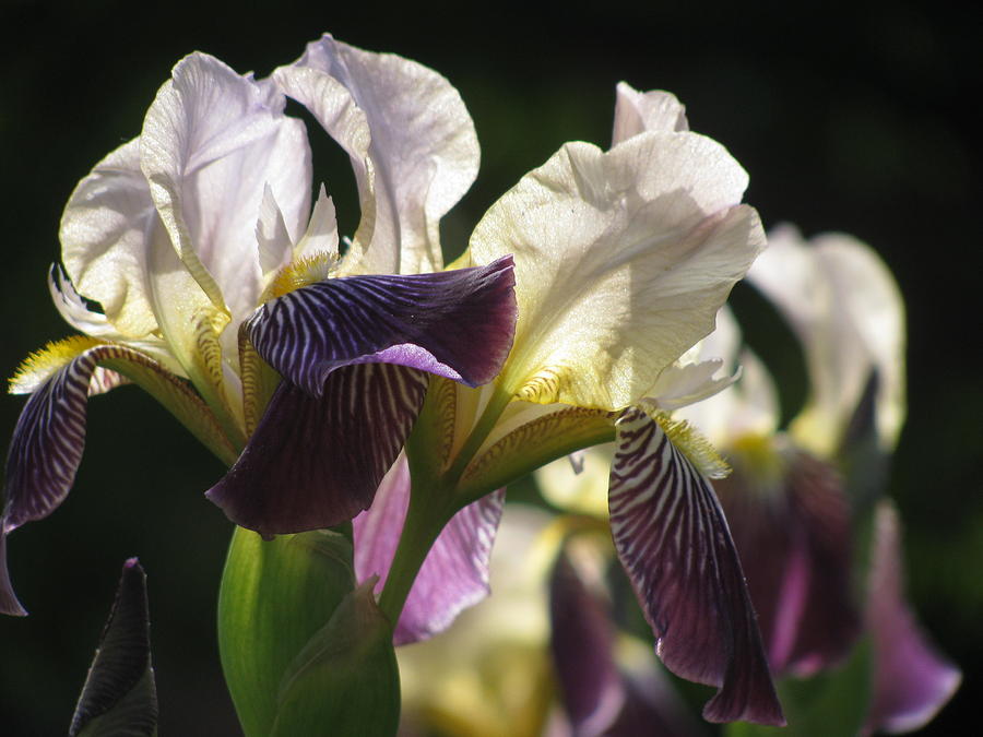 Iris In The Garden Photograph by Alfred Ng